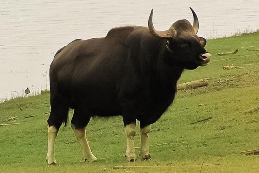 Karnataka Heritage and Wildlife Experience 4