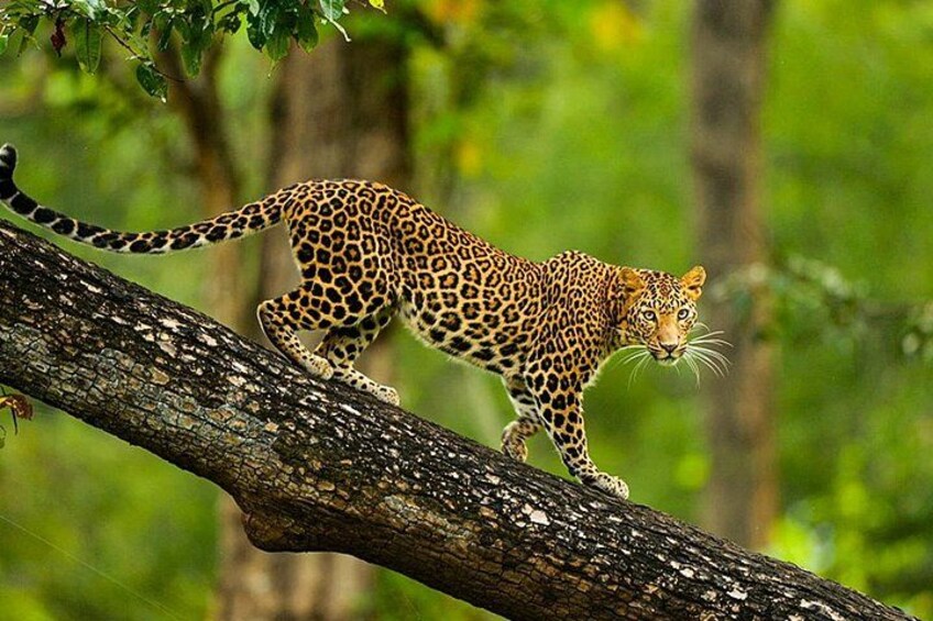 Karnataka Heritage and Wildlife Experience 4