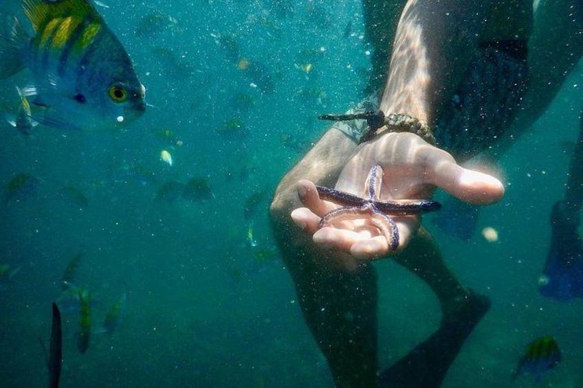 Une main tenant une étoile de mer sous l’eau, avec des poissons en arrière-plan. 1