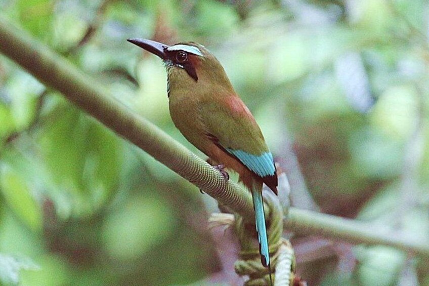 Un oiseau était perché sur une branche. 4