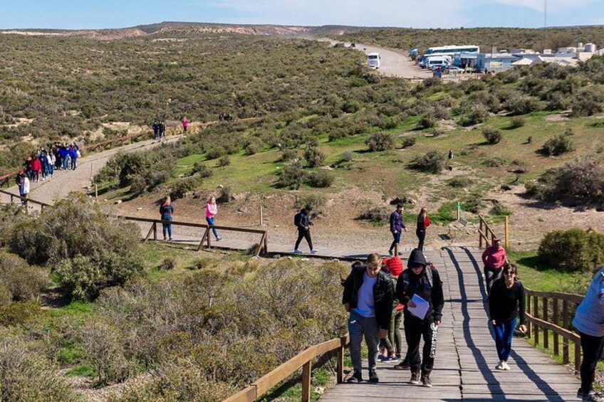 Punta Tombo Shore Tour for Princess passengers in Puerto Madryn 3
