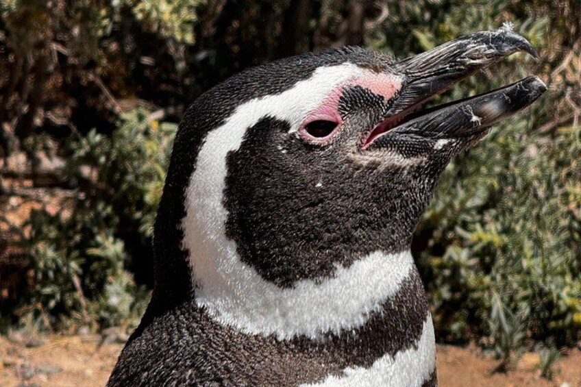 Punta Tombo Shore Tour for Princess passengers in Puerto Madryn 4