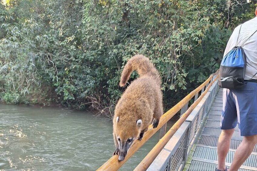 A person standing on a bridge with a raccoon on the railing. 5
