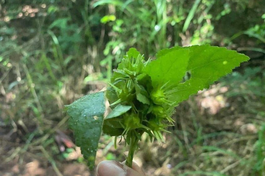 Una planta verde con una sola hoja y un racimo de capullos cerrados. 3