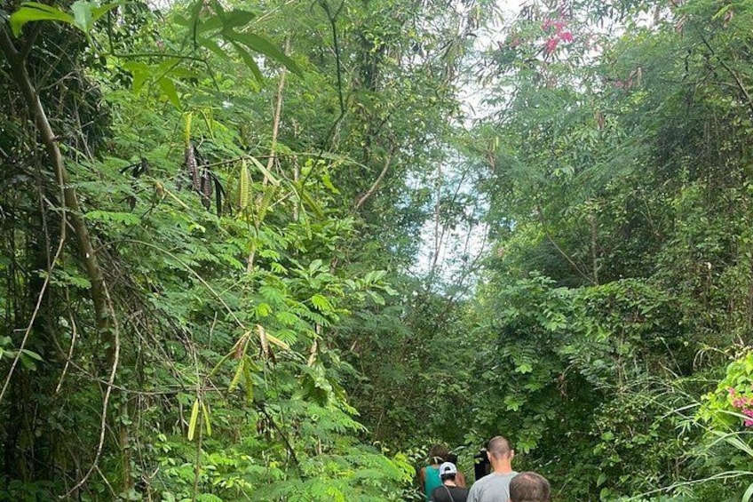 Un bosque denso con gente caminando y tomando fotos. 1