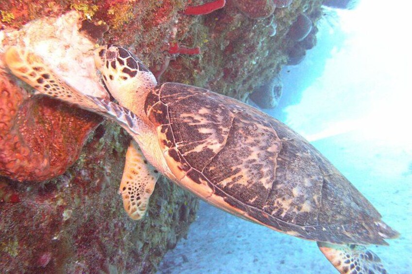 Stingray Sandbar, Snorkeling, and Starfish Point (small groups) 1