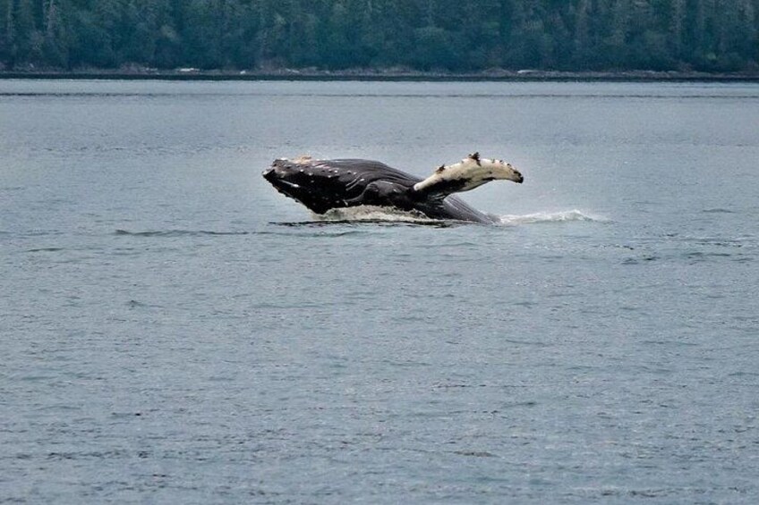 A whale breaching the water's surface. 1