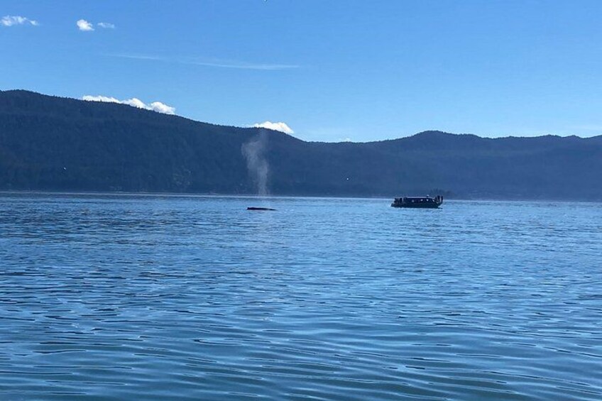 A calm lake with a boat and a whale spouting water. 5