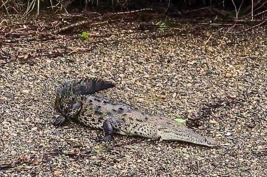 A crocodile lying on a gravel surface. 5