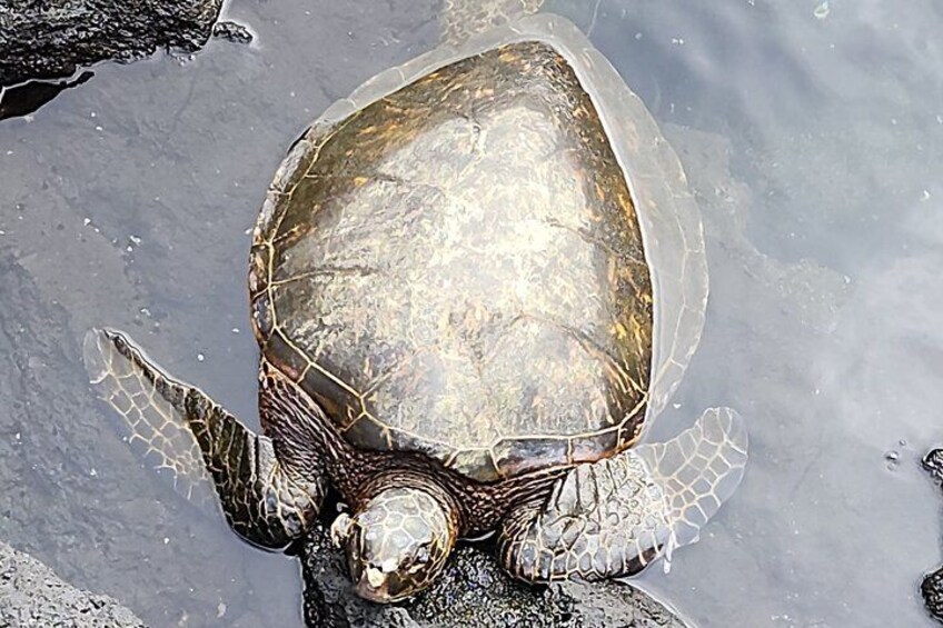 A sea turtle on a rock near water. 5