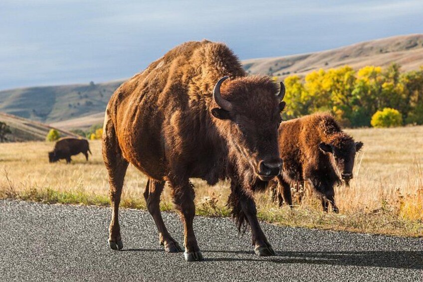 A bison walking on a road with a hilly landscape in the background. 3
