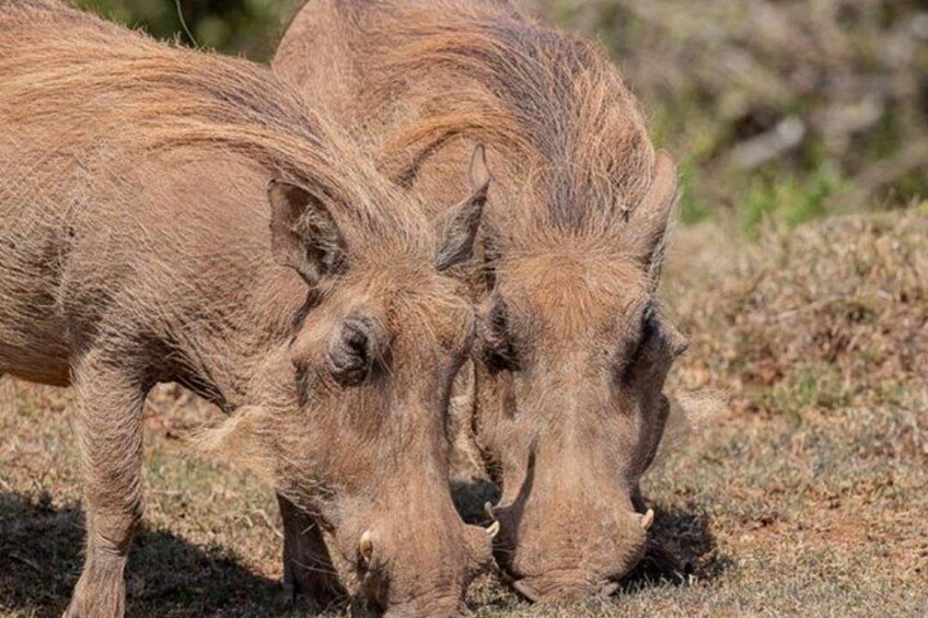 Two wild boars foraging in a dry grassland. 5