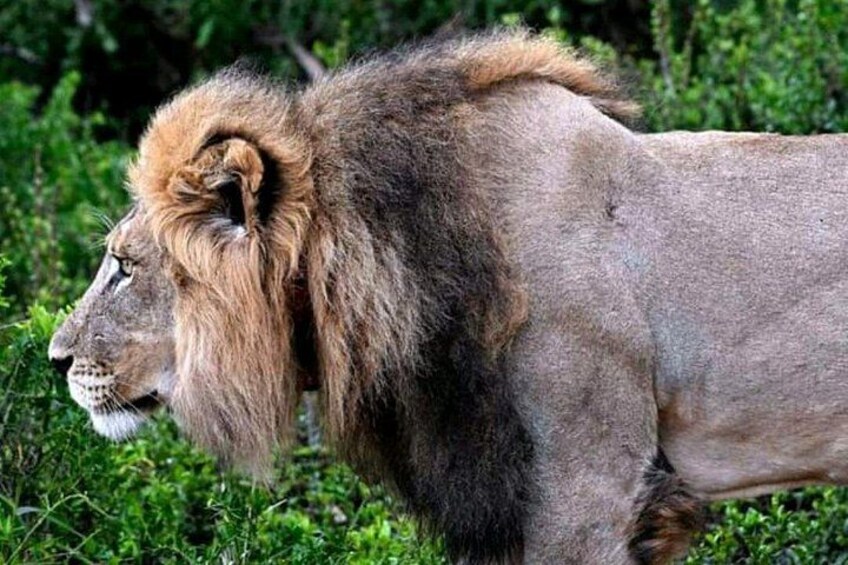 A lion with a thick mane, standing in a grassy area with dense foliage in the background. 2