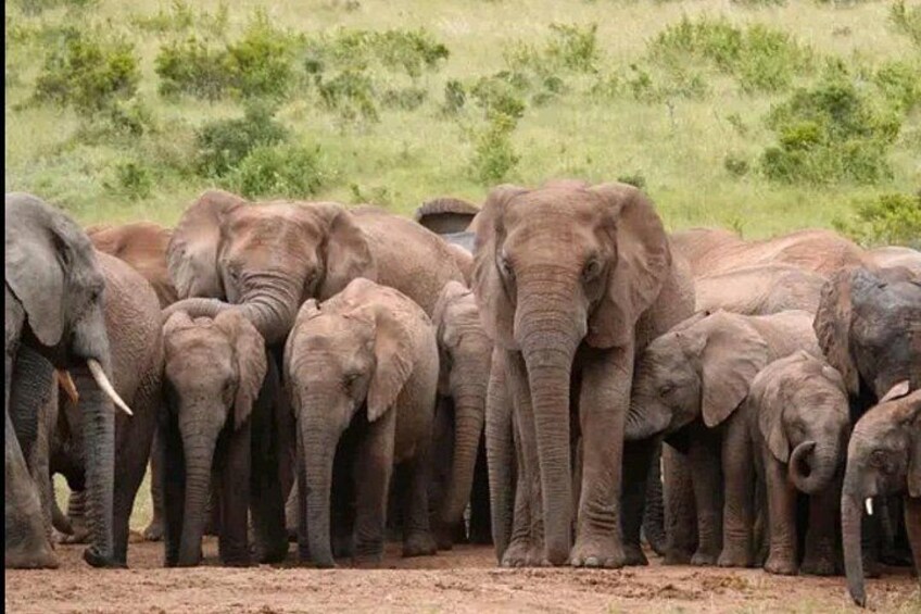 A herd of elephants in a natural landscape. 1