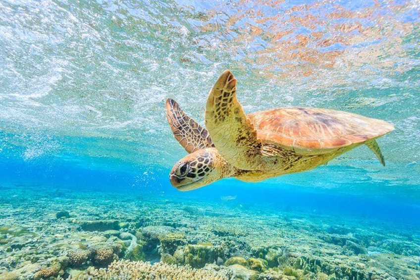 Crystal clear waters make for impressive underwater experiences 4