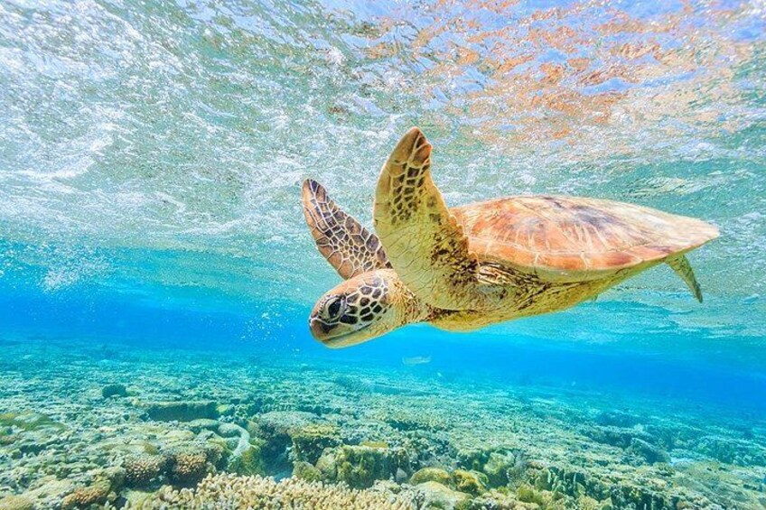 Crystal clear waters make for impressive underwater experiences 3
