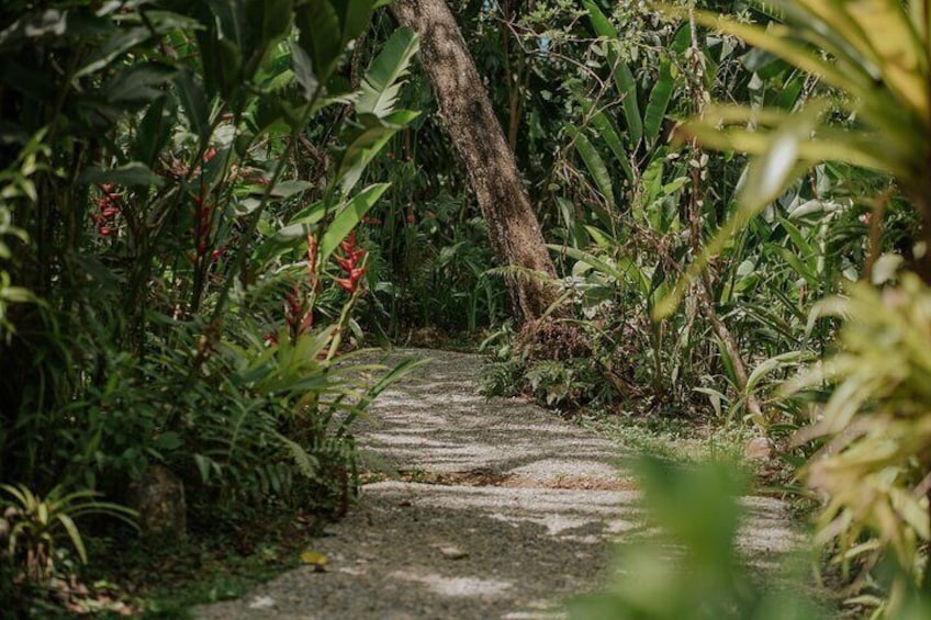 A narrow, unpaved path surrounded by dense tropical vegetation. 1