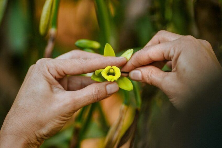 Villa Vanilla: The Original Rainforest Spice Tour 2