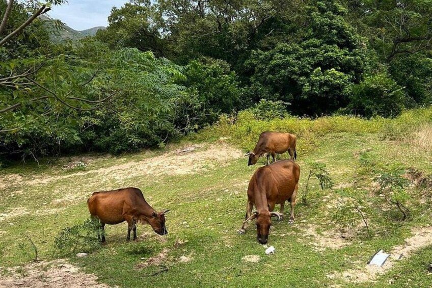 Three cows grazing in a grassy field with dense foliage in the background. 3