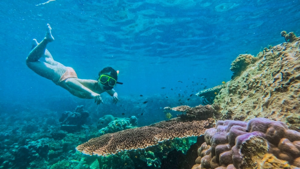 Tropical Bliss: Dive, Snorkel, and Hike in Koh Tao & Koh Nang Yuan 4