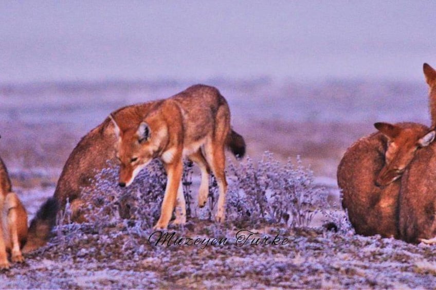 A fox and its kits in a snowy field. 1