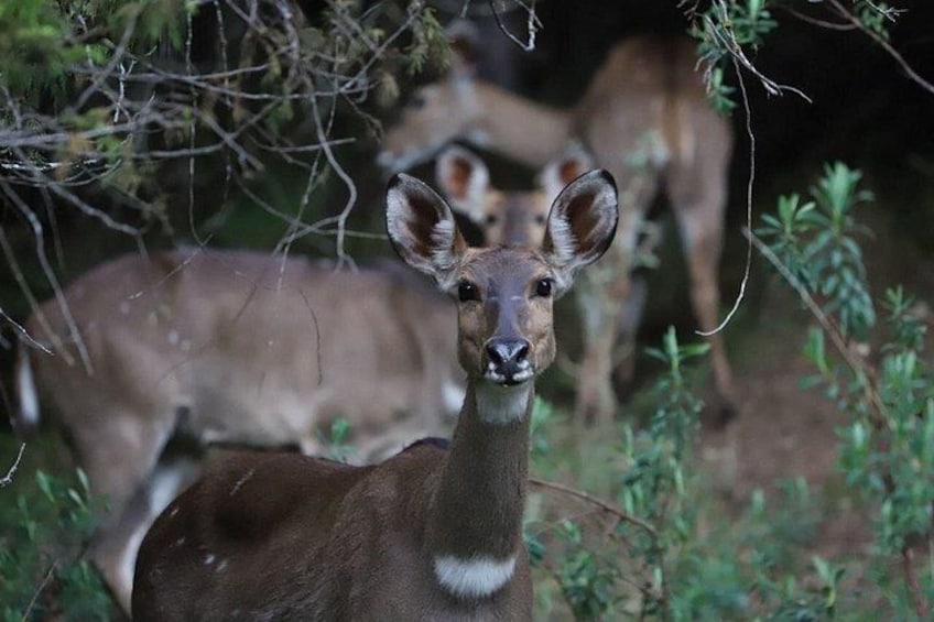 A deer in a forested area with dense foliage and other deer in the background. 2
