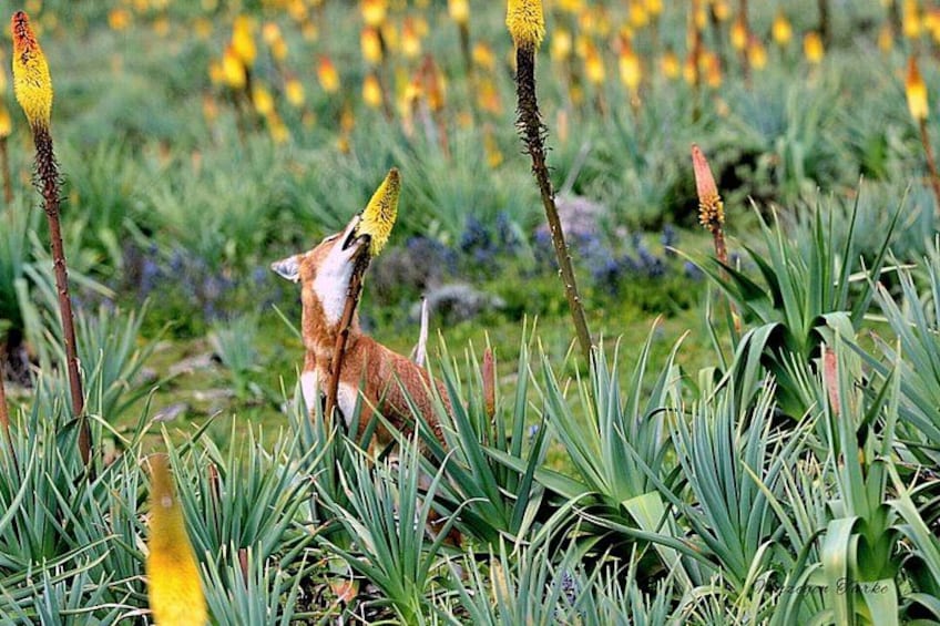 A fox in a field with tall grass and yellow flowers. 3