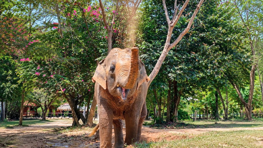 Half-Day Visit to Bo Phut Elephant Sanctuary in Koh Samui 2