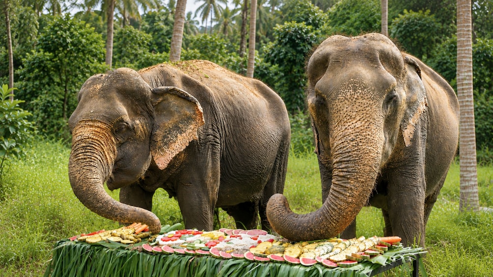 Half-Day Visit to Bo Phut Elephant Sanctuary in Koh Samui 5