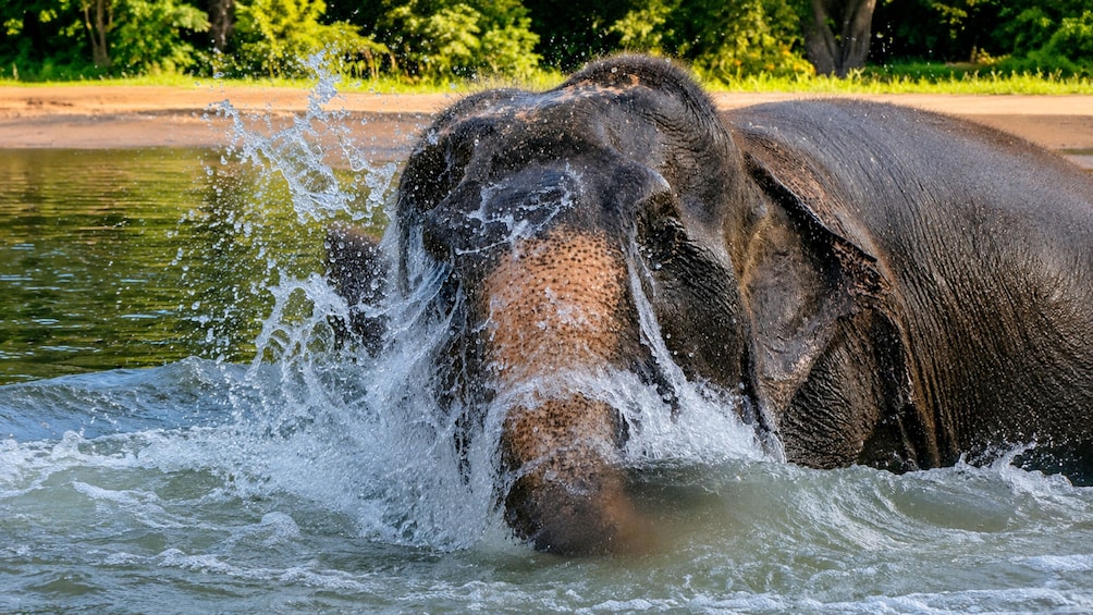 Half-Day Visit to Bo Phut Elephant Sanctuary in Koh Samui 1