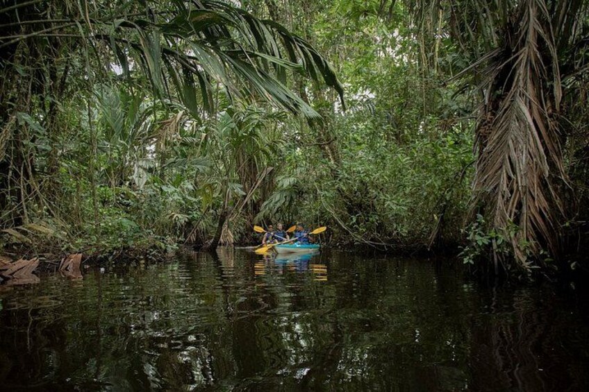Tortuguero National Park Canals Kayaking Tour 1