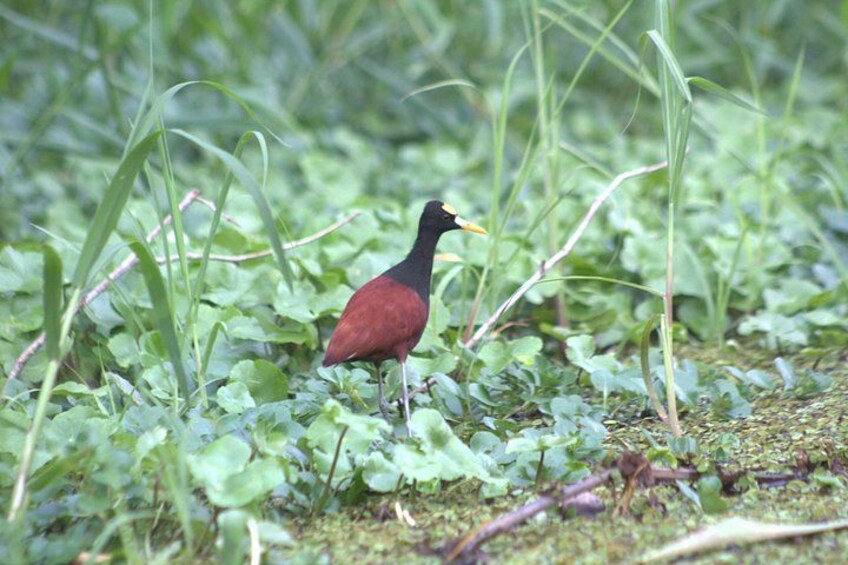 Tortuguero National Park Canals Kayaking Tour 2