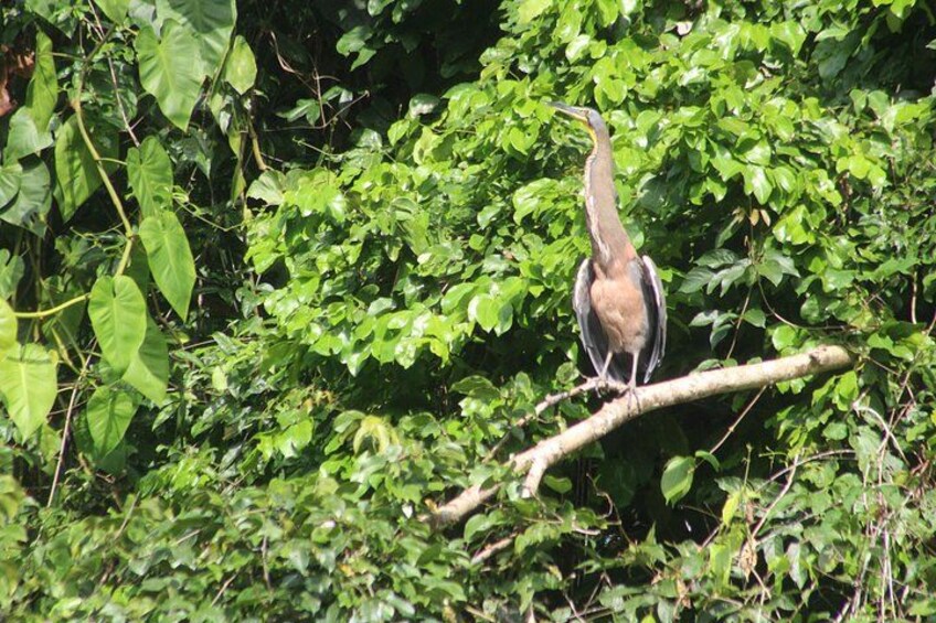 Tortuguero National Park Canals Kayaking Tour 4
