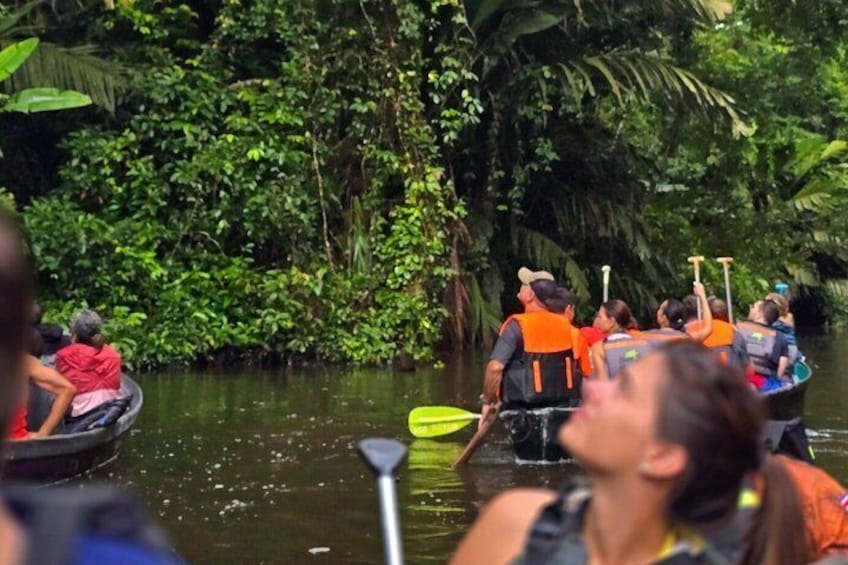 Kayak Tour in Tortuguero Canals with Tourist Guide 2