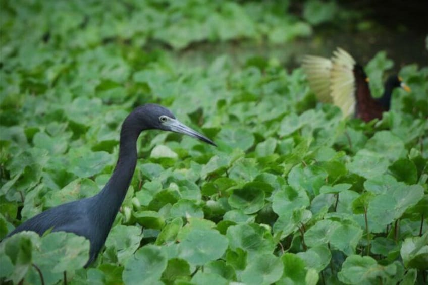 Kayak Tour in Tortuguero Canals with Tourist Guide 4