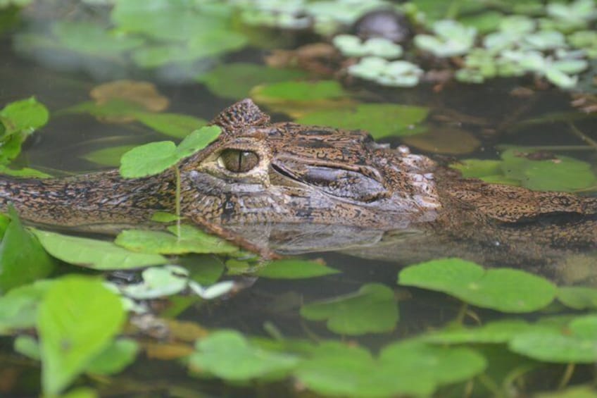 Kayak Tour in Tortuguero Canals with Tourist Guide 3