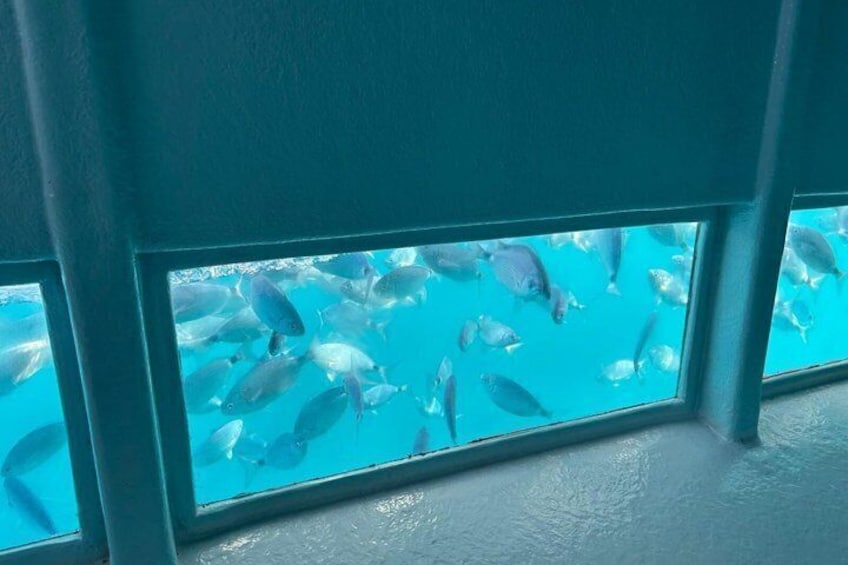Een raam met uitzicht op een school vissen die zwemt in helderblauw water. 5