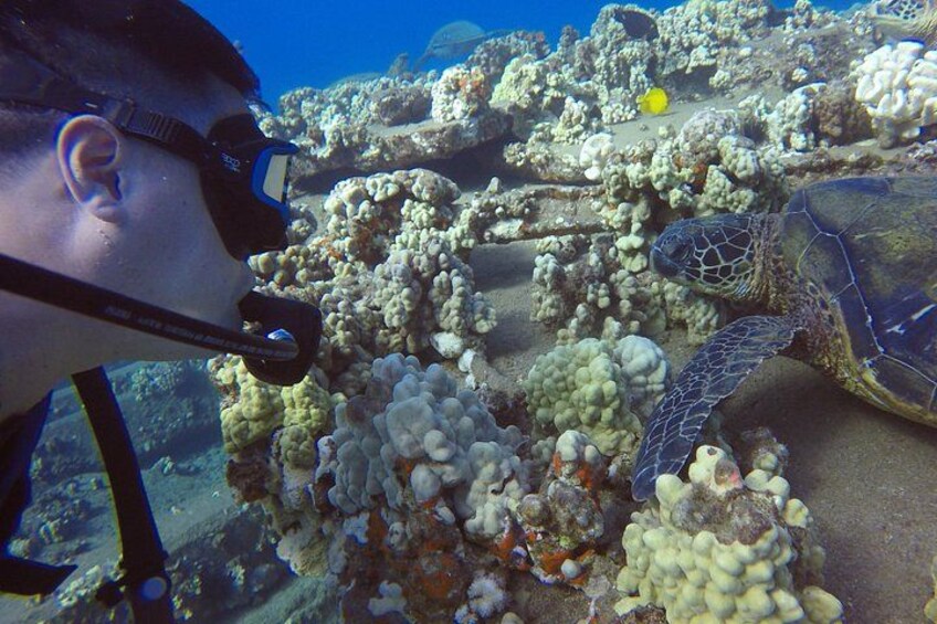 A diver with a mask and snorkel, a sea turtle, and a coral reef. 2