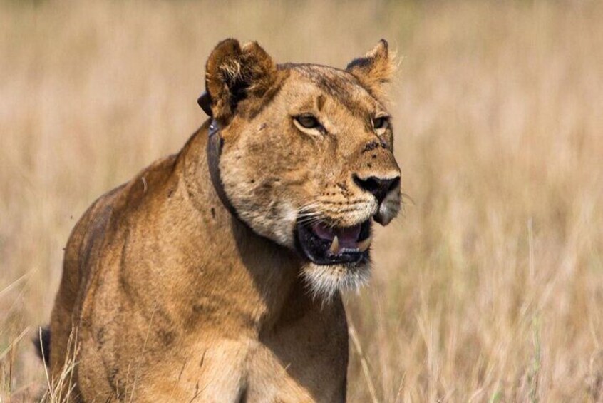 A lioness in a grassy savannah. 4