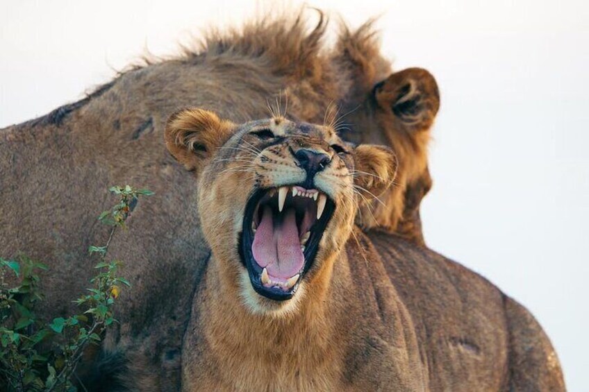 A lion roaring with its mouth wide open, displaying its teeth. 2
