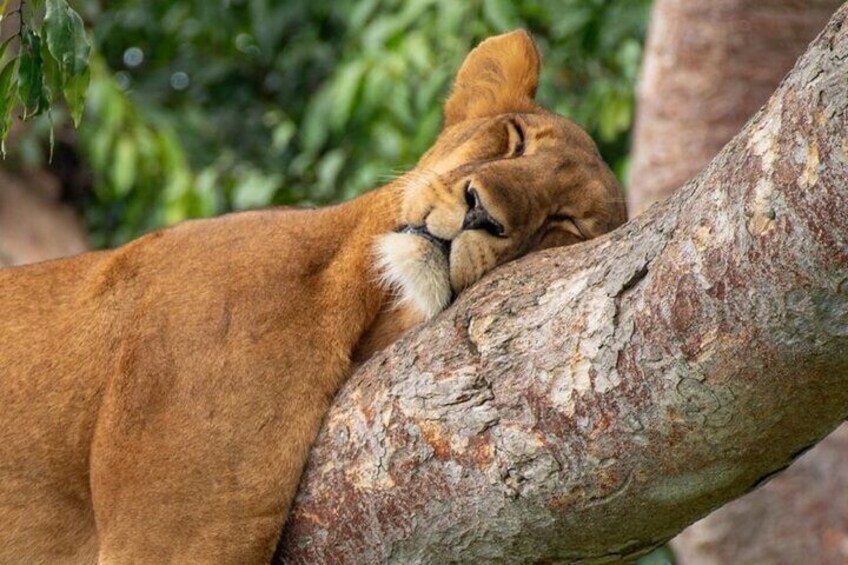 A lion resting on a tree branch. 3