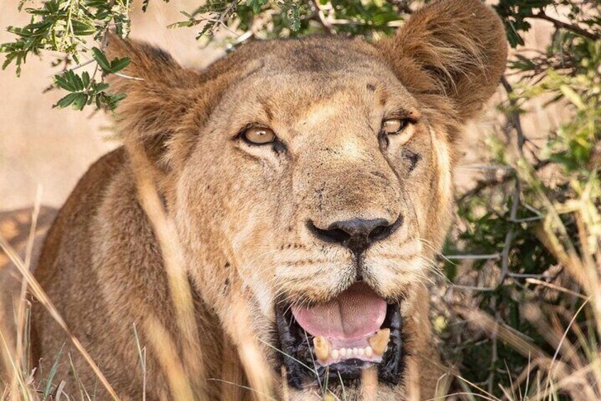 A lion with its mouth open, surrounded by dry grass and sparse vegetation. 5