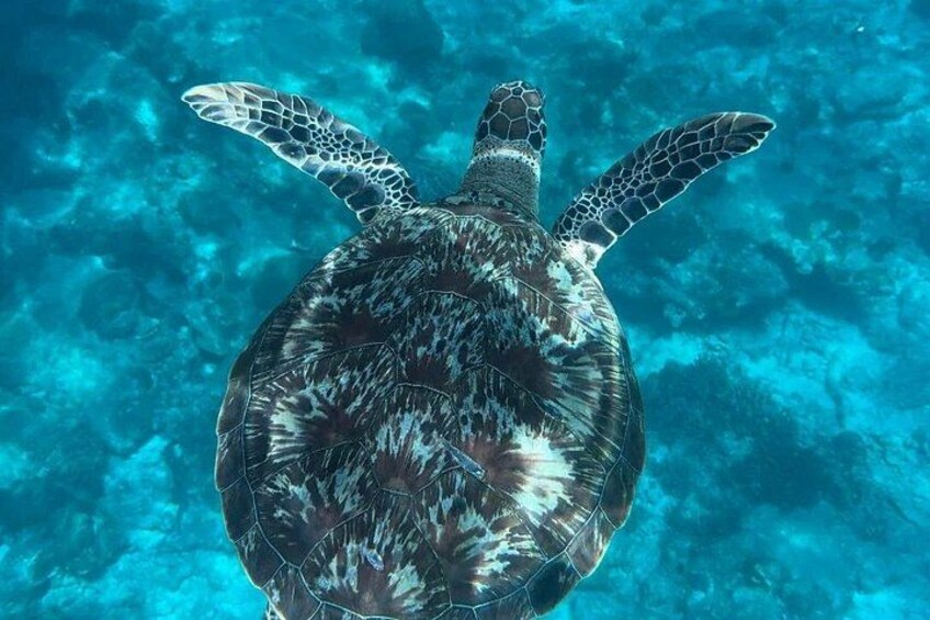 Una tortuga marina nadando bajo el agua. 5