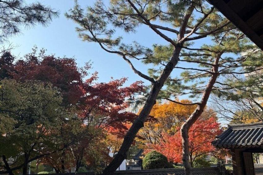 A traditional Japanese garden with trees displaying autumn foliage. 4