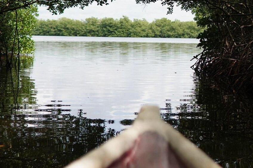 Orilla de río con vegetación densa y una masa de agua tranquila. 3