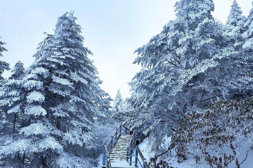 A snow-covered forest with a wooden staircase leading up a hill. 2