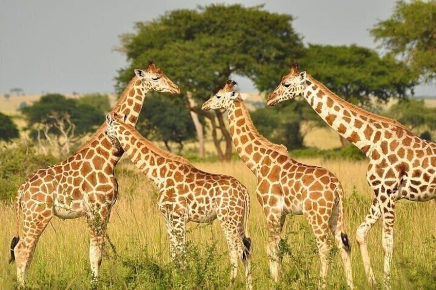 Trip to stedmak Animal orphanage and Giraffe Centre 1