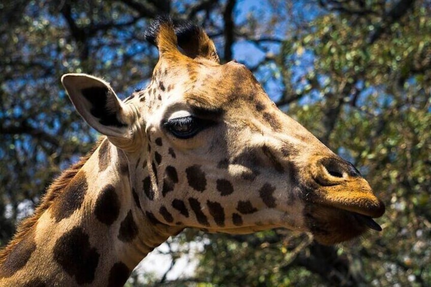 Trip to Stedmark Animals Haven Orphanage and Giraffe Centre 3