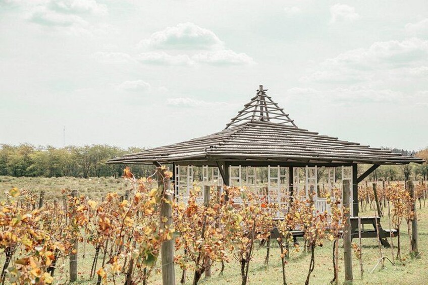 A gazebo in a vineyard with grapevines in the foreground. 4