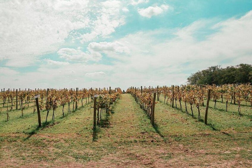 A vineyard with rows of grapevines under a clear sky. 5